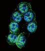 PAK1 (pT423) Antibody