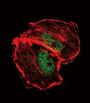 TSC2 (pS664) Antibody