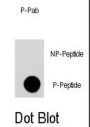 FRAP1 (pT2446) Antibody