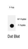 PIK3CD (phospho-Tyr485) Antibody