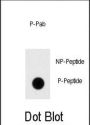 Dnmt1 (pS154) Antibody