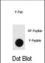 Leo1 (pS551) Antibody