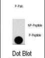 LEO1 (pS10) Antibody