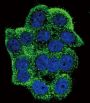 TERT (pY707) Antibody