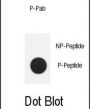 Nanog (pS71) Antibody