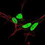 Nanog (pS71) Antibody