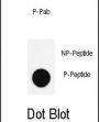 Nanog (pS285) Antibody