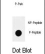 SOX2 (pS83) Antibody
