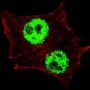 Krueppel-Like Factor 4 Phospho-Ser245 (KLF4 pS245) Antibody