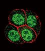 SMAD2 (phospho-Ser118) Antibody