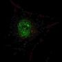 PDX1 (p11) Antibody
