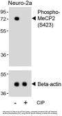 Methyl CpG Binding Protein 2 Phospho-Ser423 (MECP2 pS423) Antibody