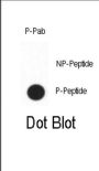 CDX2 (pS283) Antibody