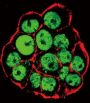 CDX2 (pS283) Antibody