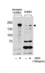 ERBB3 (phospho-Tyr1289) Antibody