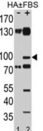 EphA2 (pS897) Antibody