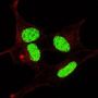 LIN28 (pS134) Antibody
