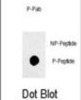 Sox2 (pS249) Antibody