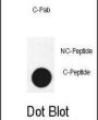 Autophagy-Related Protein 3 (APG3 (cleaved)) Antibody