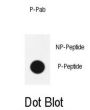 Sox2 (pS246) Antibody