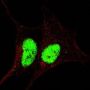 Sox2 (pS246) Antibody