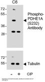 Pyruvate Dehydrogenase E1 Component Subunit Alpha Phospho-Ser232 (PDHA1 pS232) Antibody
