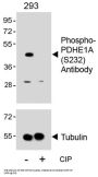 Pyruvate Dehydrogenase E1 Component Subunit Alpha Phospho-Ser232 (PDHA1 pS232) Antibody