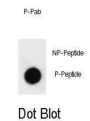 GATA6 (pY271) Antibody