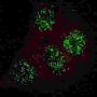 GATA6 (pY271) Antibody