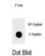 Bcl2-Associated Agonist of Cell Death Phospho-Ser111 (BAD pS111) Antibody