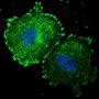 ERBB2 (pY1005) Antibody