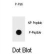 bcl-2 (pS70) Antibody