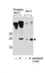 bcl-2 (pS70) Antibody