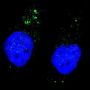 ULK1 (pS556) Antibody
