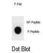 CCNB2 (pS392) Antibody