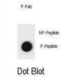 CCNB1 (pS35) Antibody