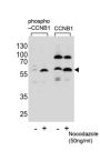 CCNB1 (pS35) Antibody