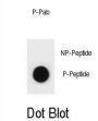 CCNB2 (pS11) Antibody