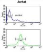 Coiled-Coil Domain-Containing Protein 130 (CC130) Antibody