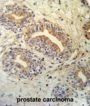 Spliceosome-Associated Protein CWC15 Homolog (CWC15) Antibody