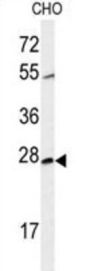 Spliceosome-Associated Protein CWC15 Homolog (CWC15) Antibody