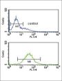 Hypoxia Inducible Factor 1 Alpha (HIF1a) Antibody