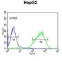 HIST1H2AL Antibody