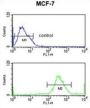 IRGQ Antibody