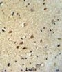 IRGQ Antibody