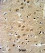 Potassium Voltage-Gated Channel Modifier Subfamily G Member 3 (KCNG3) Antibody