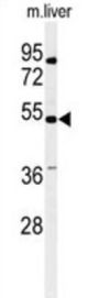Potassium Voltage-Gated Channel Modifier Subfamily G Member 3 (KCNG3) Antibody