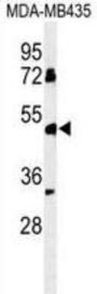 Butyrophilin-Like Protein 8 (BTNL8) Antibody