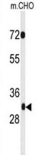 PHF13 Antibody