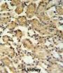X-Box-Binding Protein 1 (XBP1) Antibody